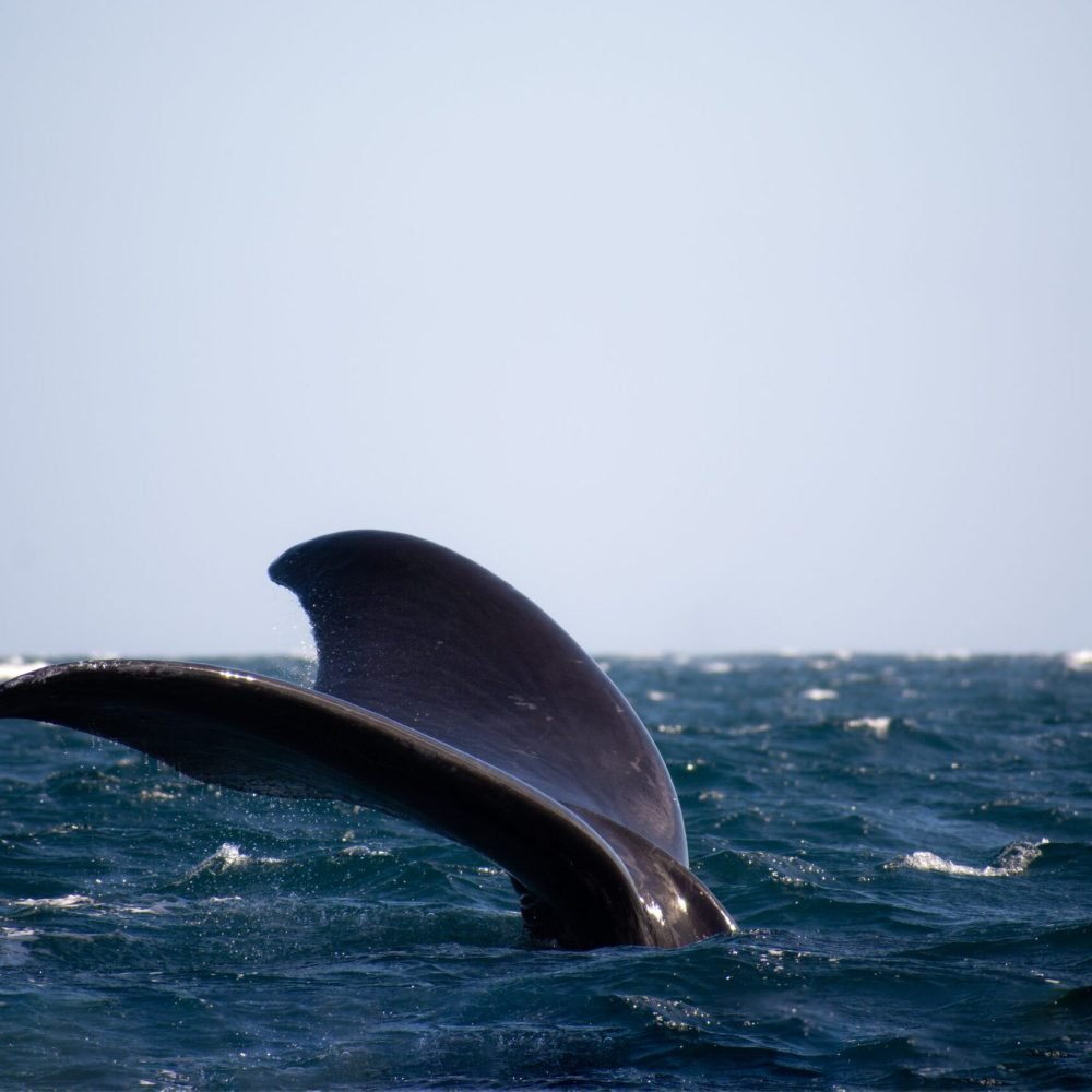 domie-sharpin-53QsuU-NaCY-unsplash